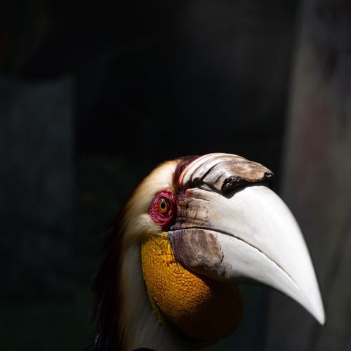 Close-up of a hornbill bird