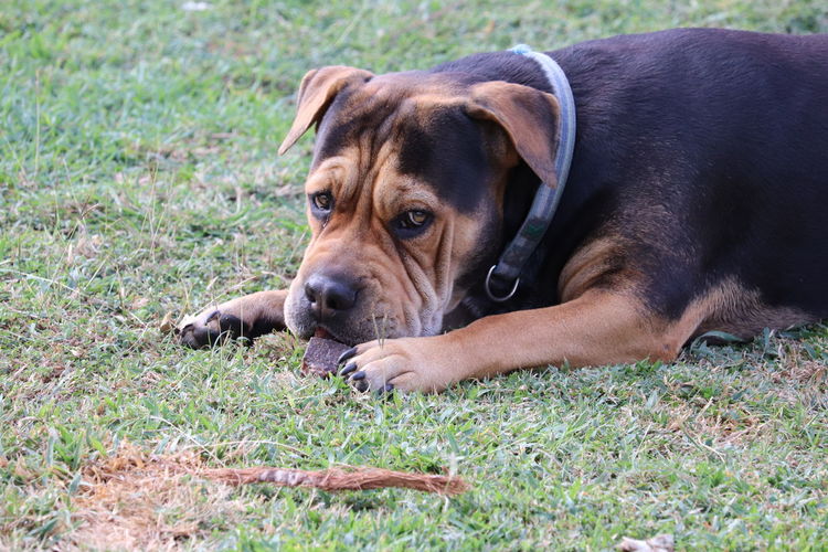 Portrait of dog lying on grass