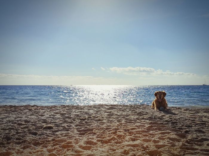 Dog sitting on shore at beach against sky