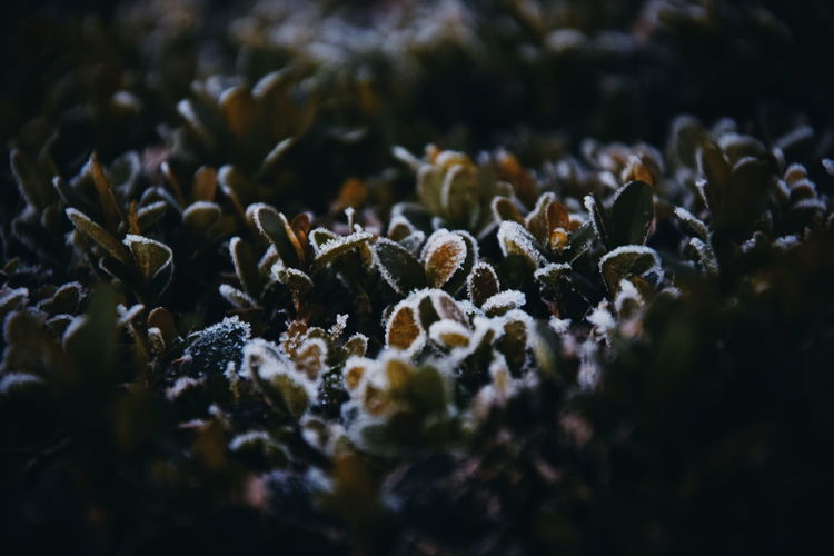 Close-up of flowering plants on land