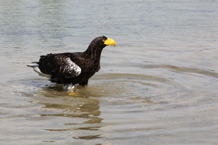 Side view of a bird in water
