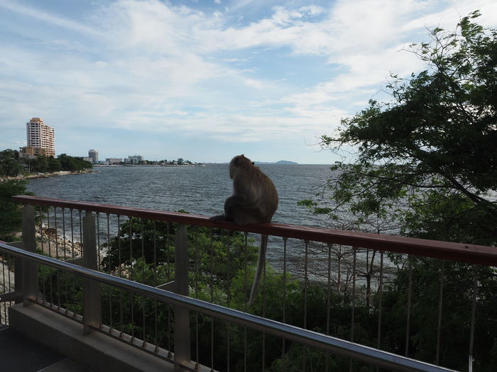 View of an sitting on railing against sky