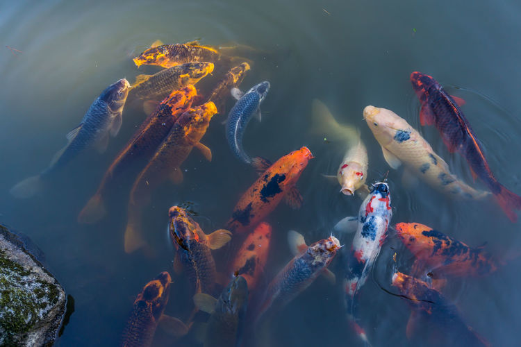 Koi fish break the surface of a pond and look around.