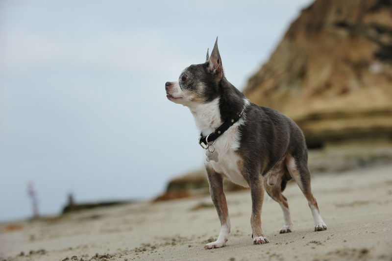 Close-up of dog standing at beach against sky