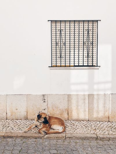 View of a dog on wall
