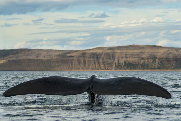 Whale swimming in sea against cloudy sky