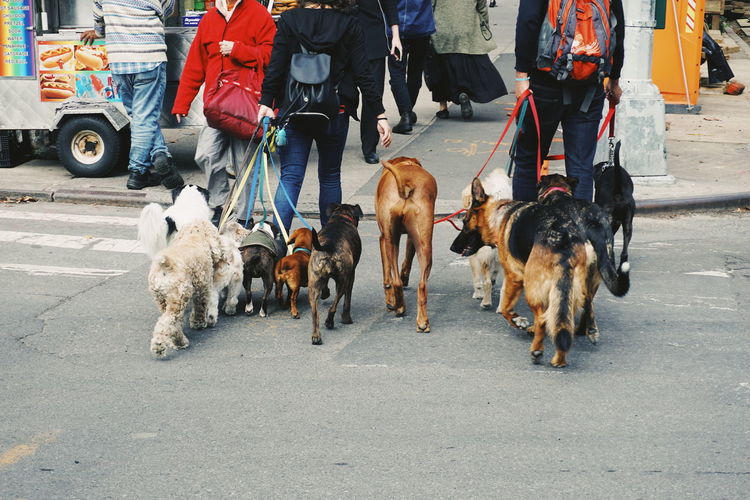 Low section of people with dogs walking on road