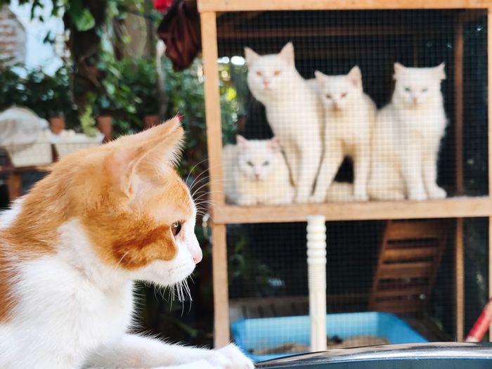 cat