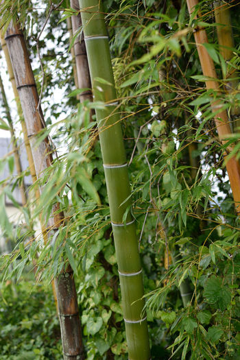 Close-up of bamboo plant on field
