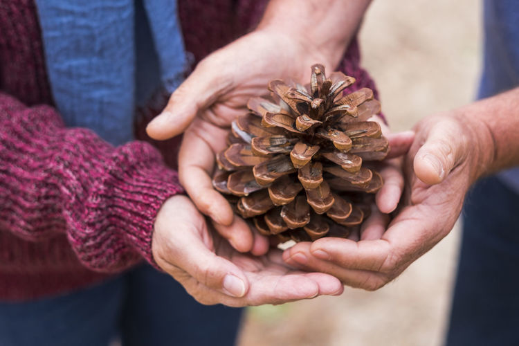Midsection of people holding pine cone