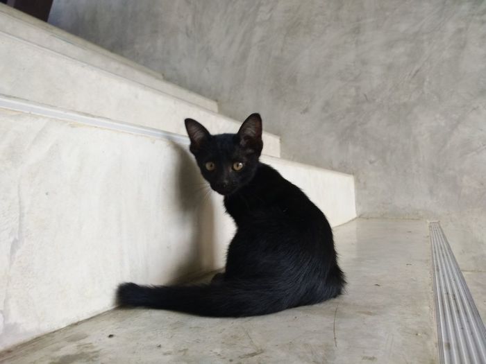 Black cat sitting on floor
