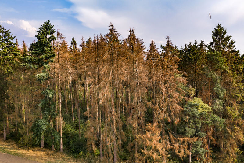 Aerial view of spruce dieback due to climate change in the german harz mountains