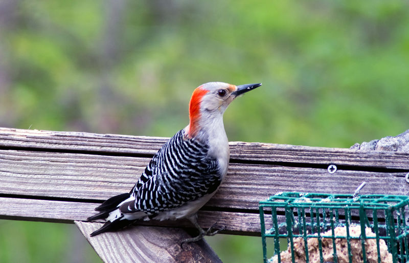 A red headed woodpecker enjoys eating from a suet feeder