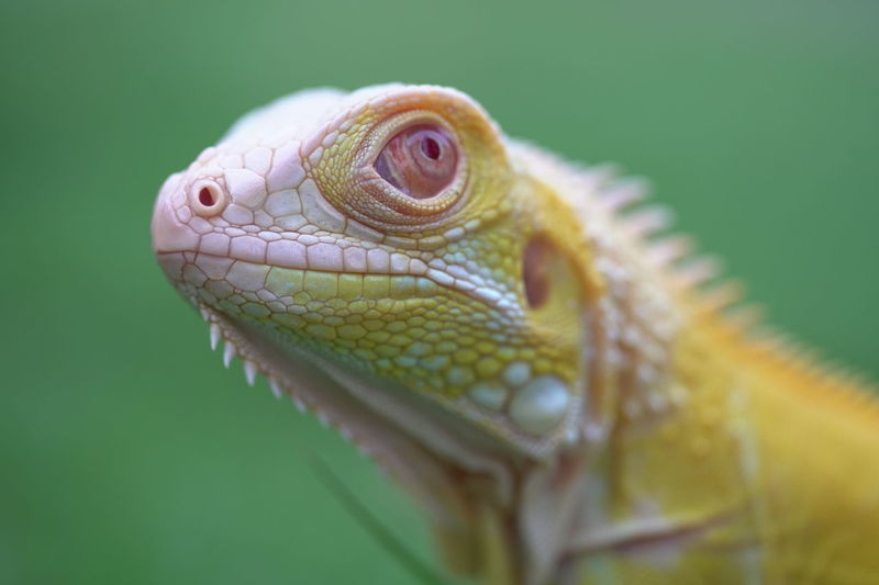Anole Lizard pictures | Curated Photography on EyeEm