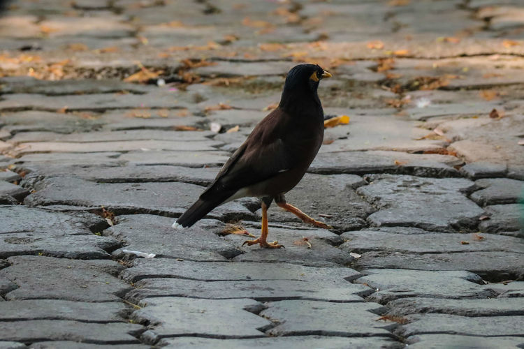 Close-up of bird perching on footpath