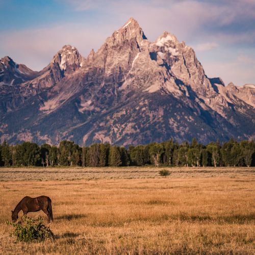 View of a horse the on field against the grand teton mountain range