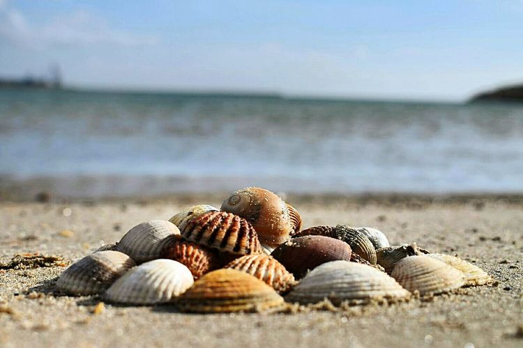 Close-up of seashells on beach