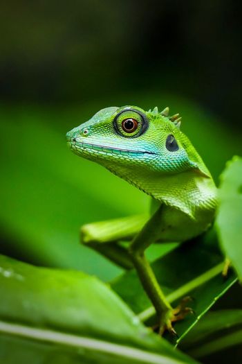 Singapore green crested lizard portrait