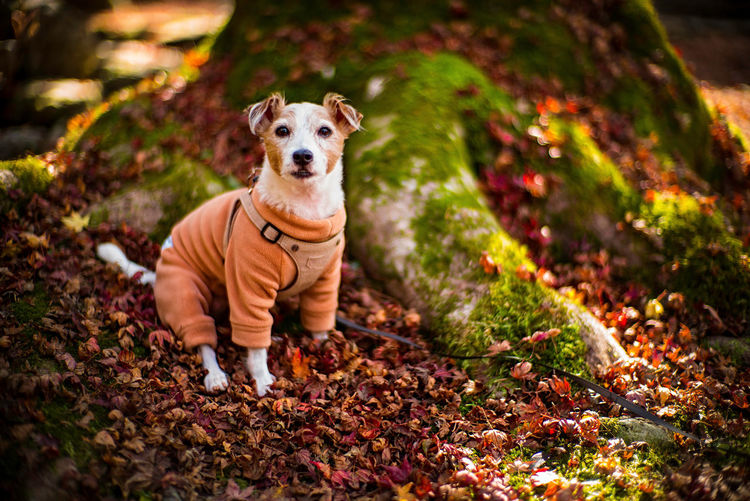 Portrait of dog on leaves during autumn