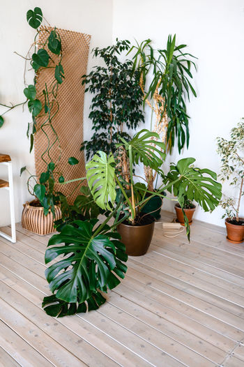 plant
