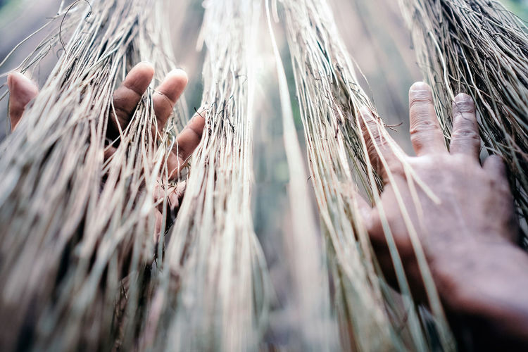 Cropped hands holding roots