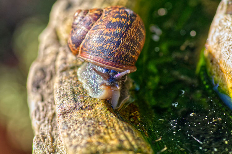 Close-up of snail on old fountain
