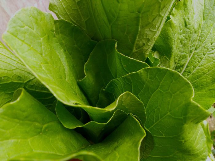 Close-up of fresh green leaves