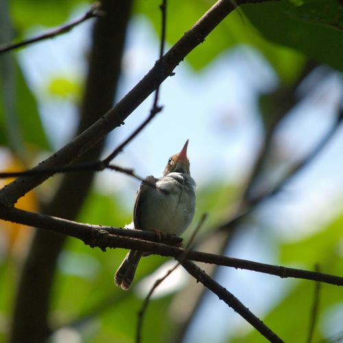 Low angle view of a bird perching on branch