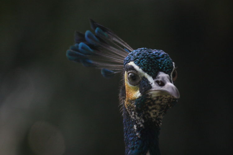 Close-up portrait of peahen