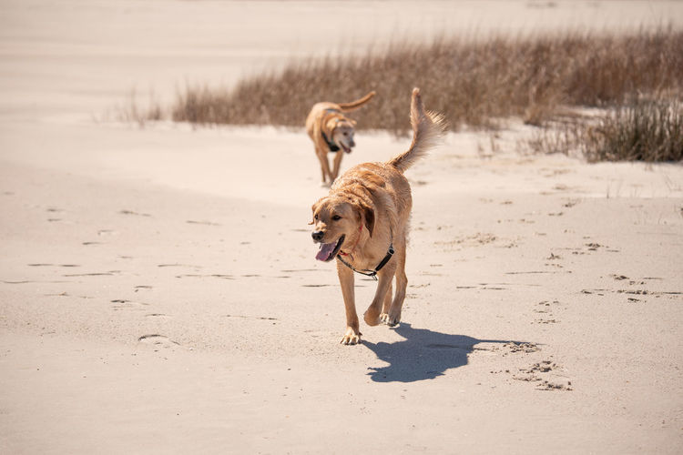 Dogs running on the beach