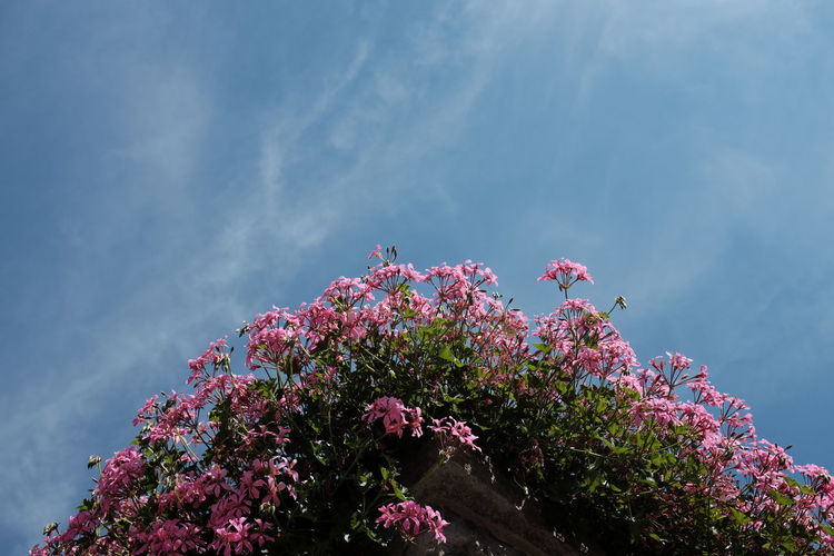 Low angle view of pink flowers