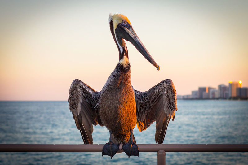 Pelican perching on railing against clear sky during sunset