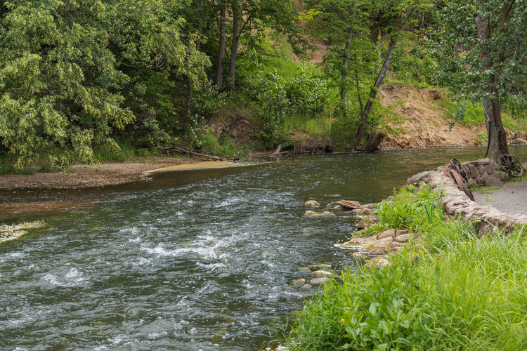 Stream flowing in forest