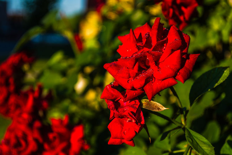 red