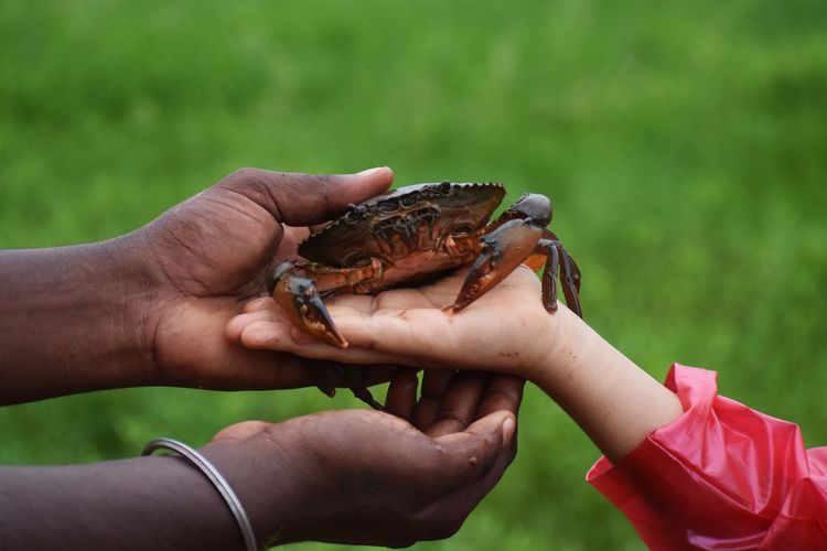 Close-up of person holding crab