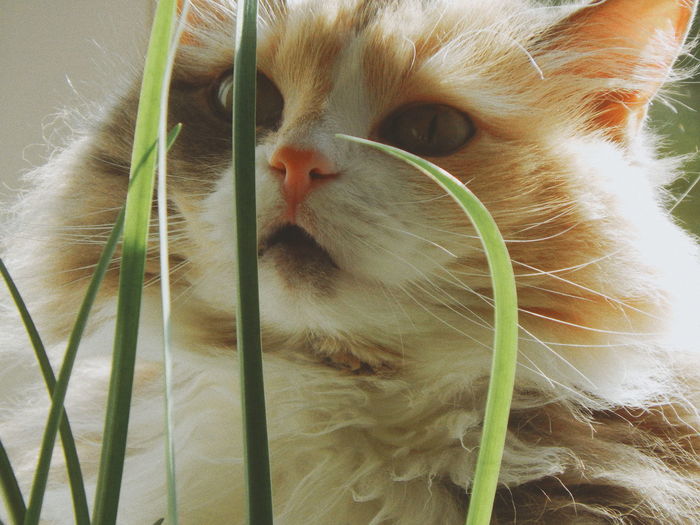 Close-up portrait of a cat