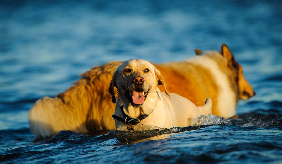 Dogs in sea