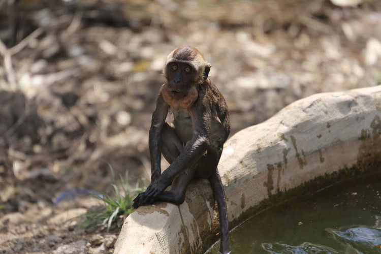 Monkey sitting on trough