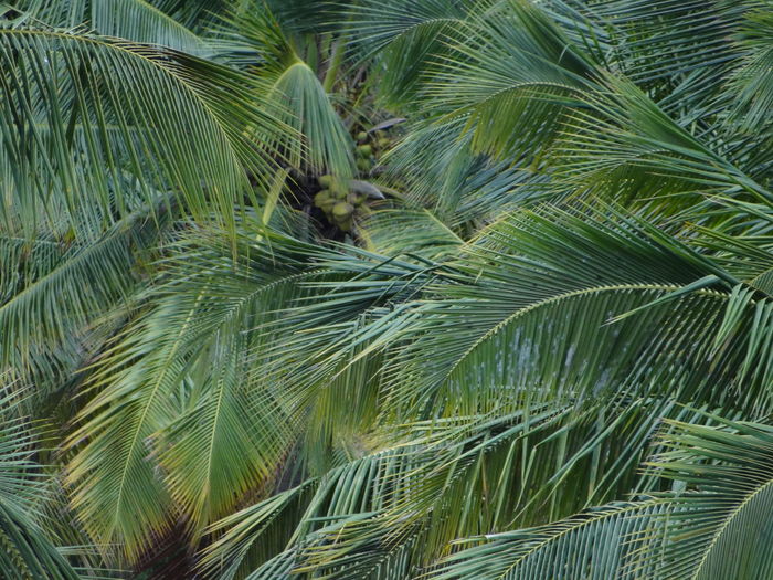 The coconut palm grove 