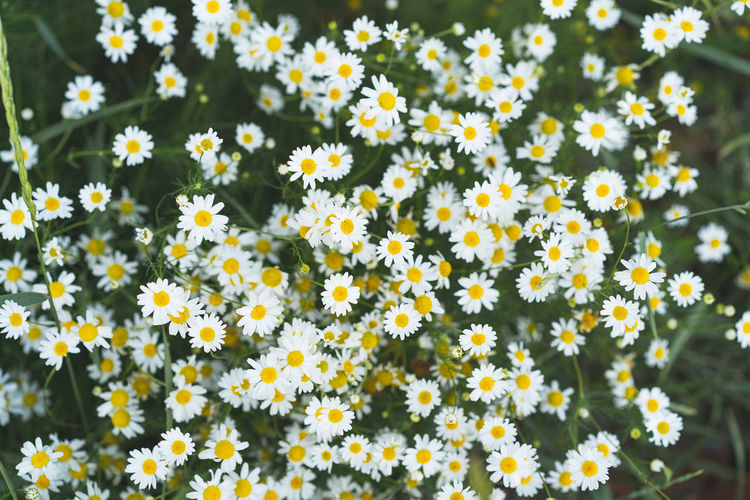 Camomile daisy flowers in summer day. chamomile flower field.