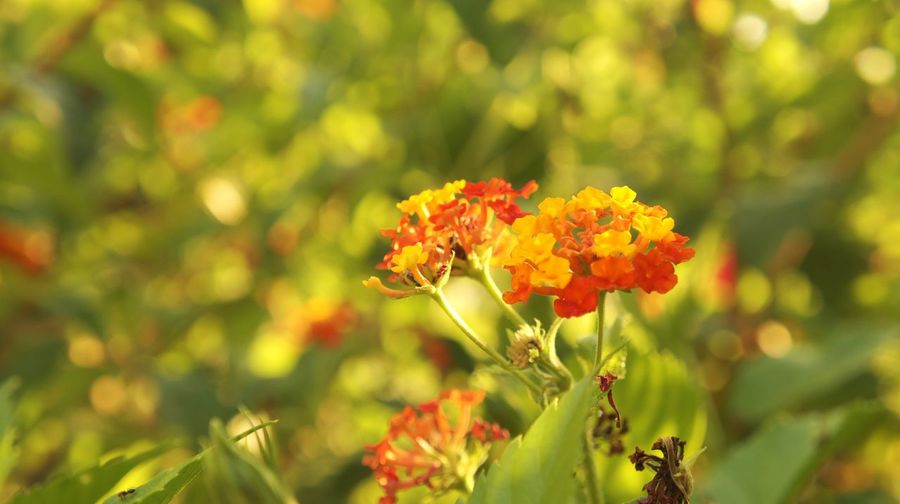 Close-up of lantana camara