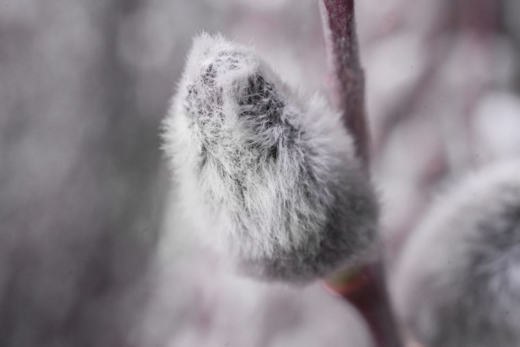 Close-up of frozen cactus during winter