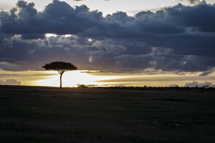 Silhouette trees on field against sky during sunset