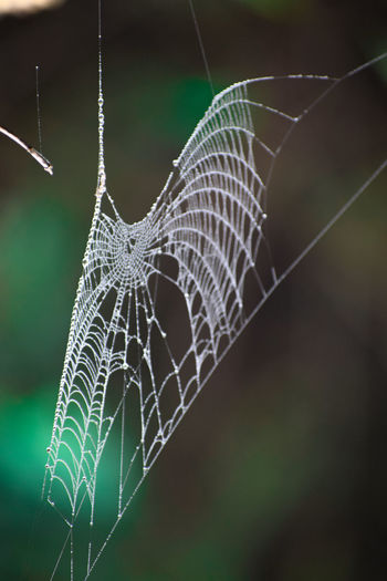 Spider web.morning light