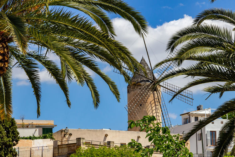 Windmill in palma on balearic island mallorca, spain on a sunny day with palm trees in front