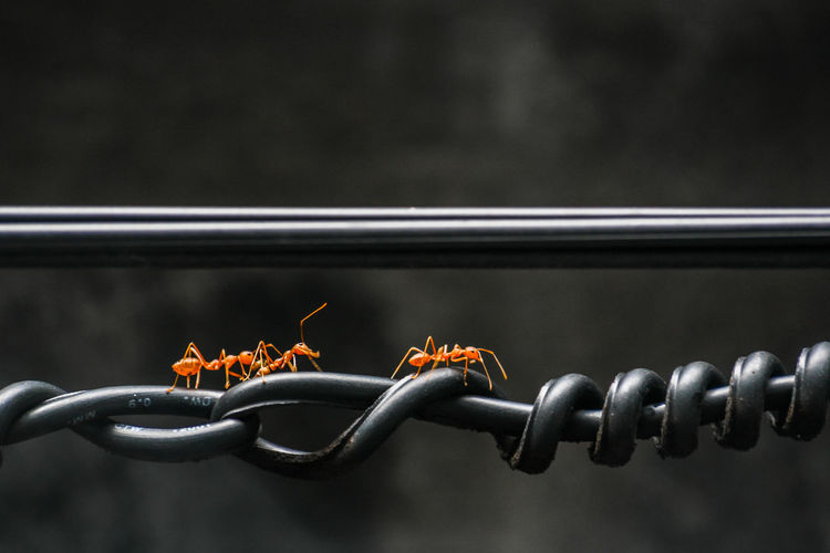 Close-up of ants on cable
