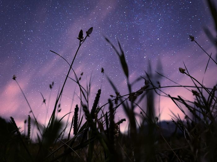 LOW ANGLE VIEW OF SILHOUETTE PLANTS AGAINST SKY