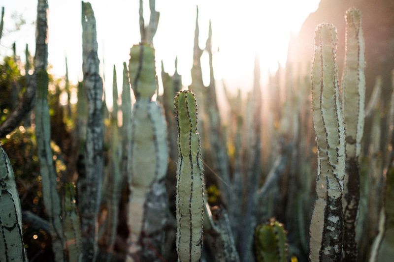 Close-up of cactus plants on field against sky