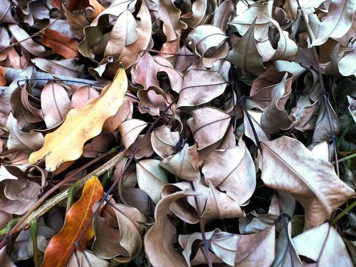 Full frame shot of dry leaves on plant