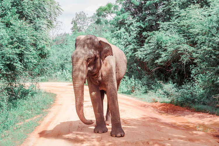 An elephant walks along a trail. horizontal photo